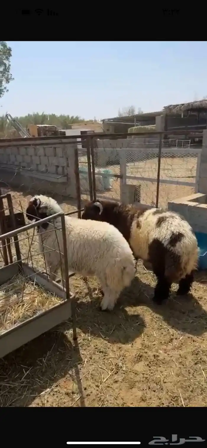 هرفي فاخر فل الفل 2