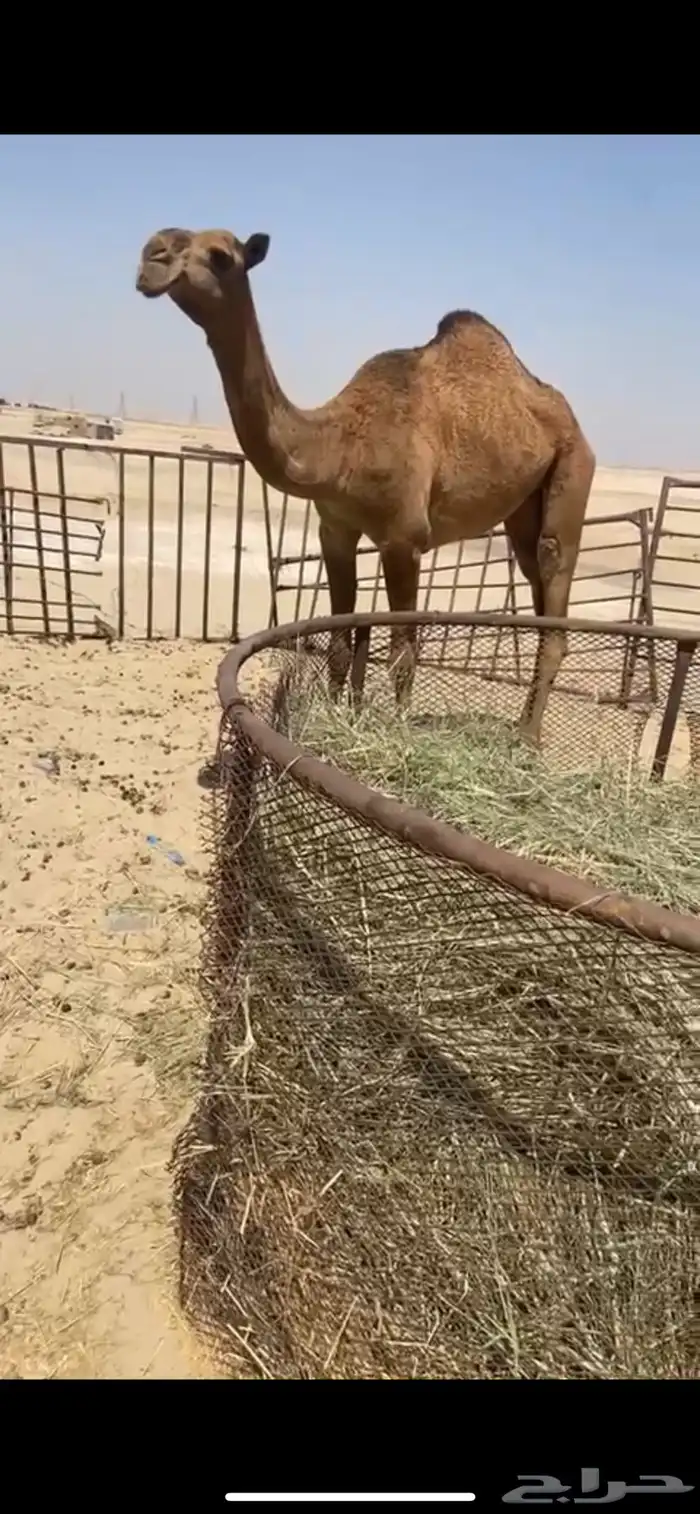 بكره شعلا لقيه 3