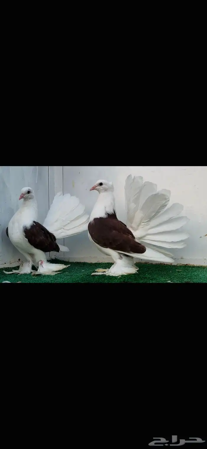 زوج رقاص أمريكي مكتف 5