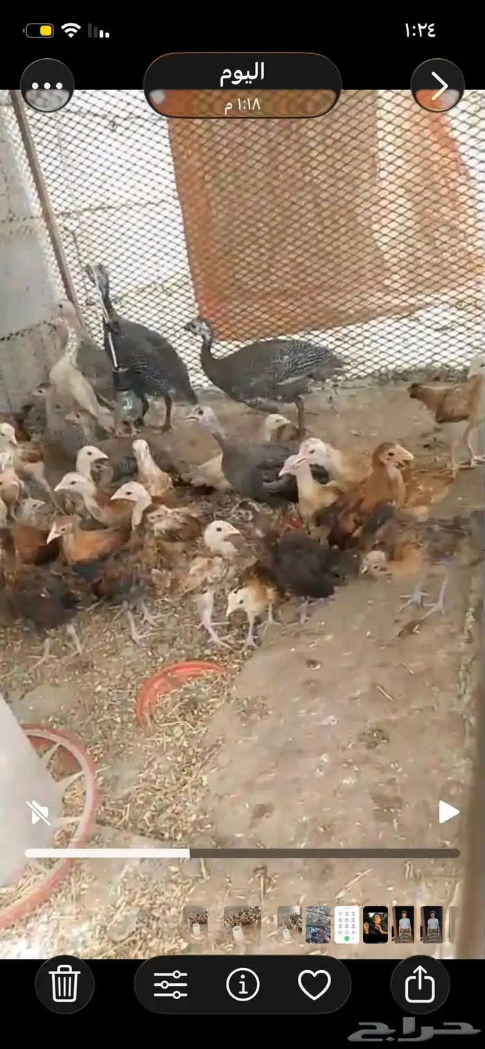 فروخ دجاج بلدي اعمار شهرين واكثر 3