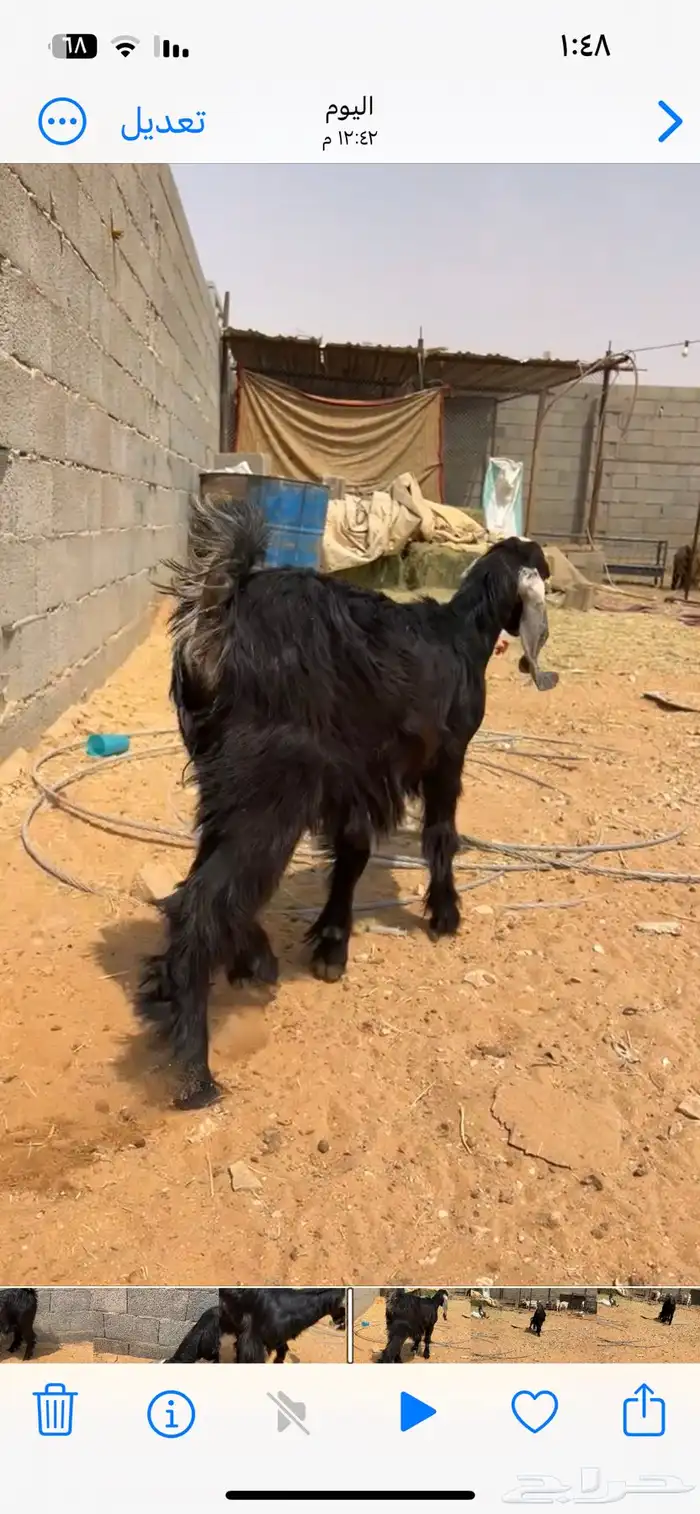 جفره عارضيه 2