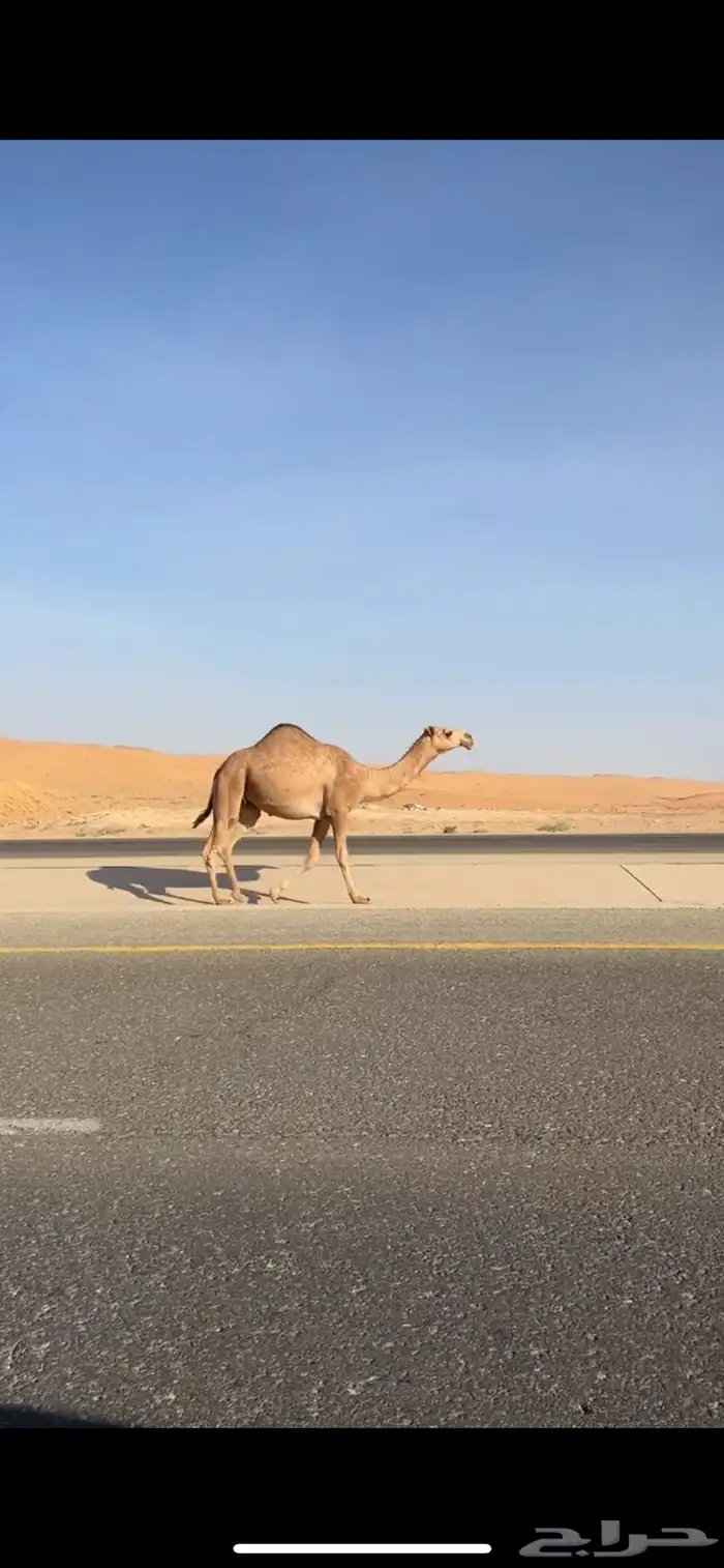 بكره طيبه 1