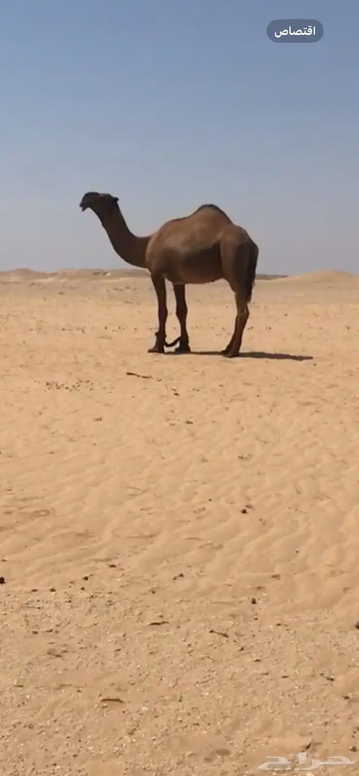 بكره شعلا لقيه 4