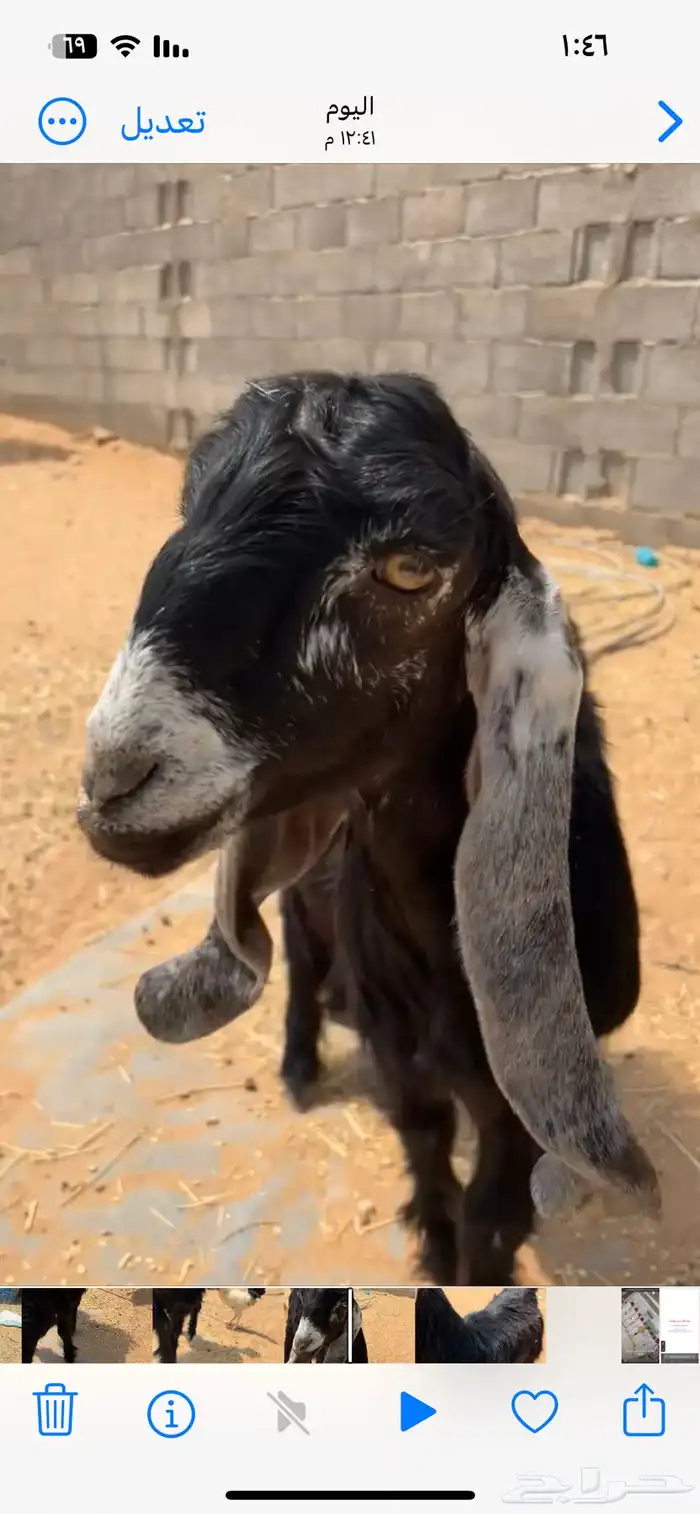 جفره عارضيه 3