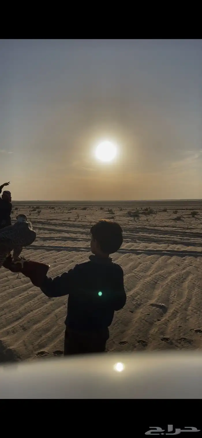 دورة صقارة تعليم على نقل صقر لصقار دورة تعليم صقور 0