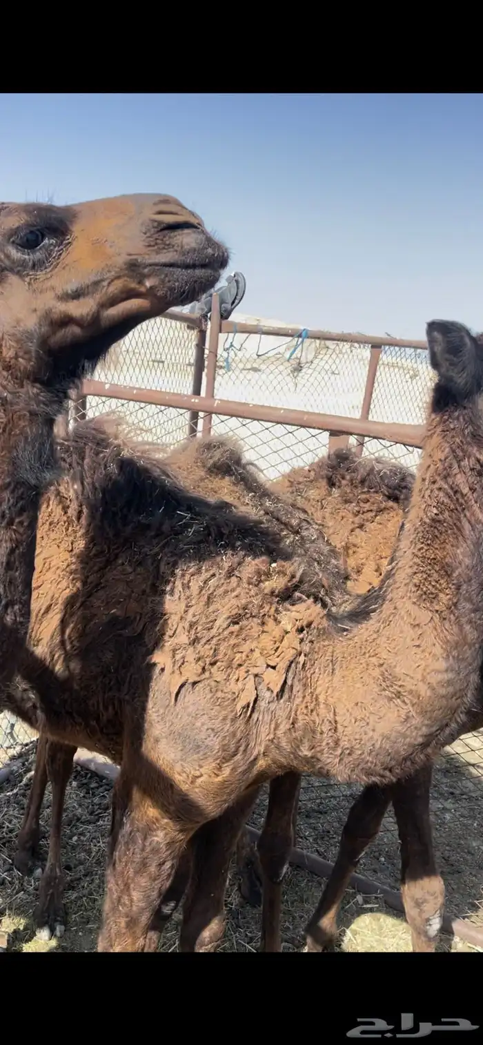حشيان 0