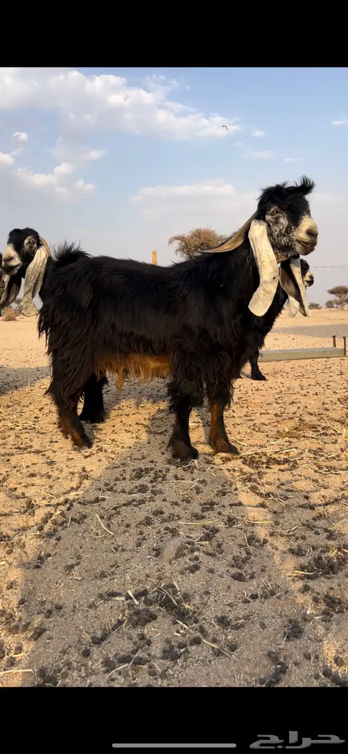 فحل عارضي 1