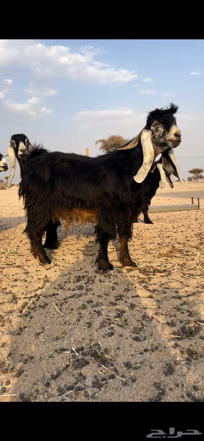 فحل عارضي 3