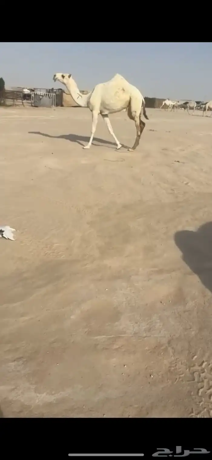 بكار حقايق تحقق شهر 2 انقليزي 0
