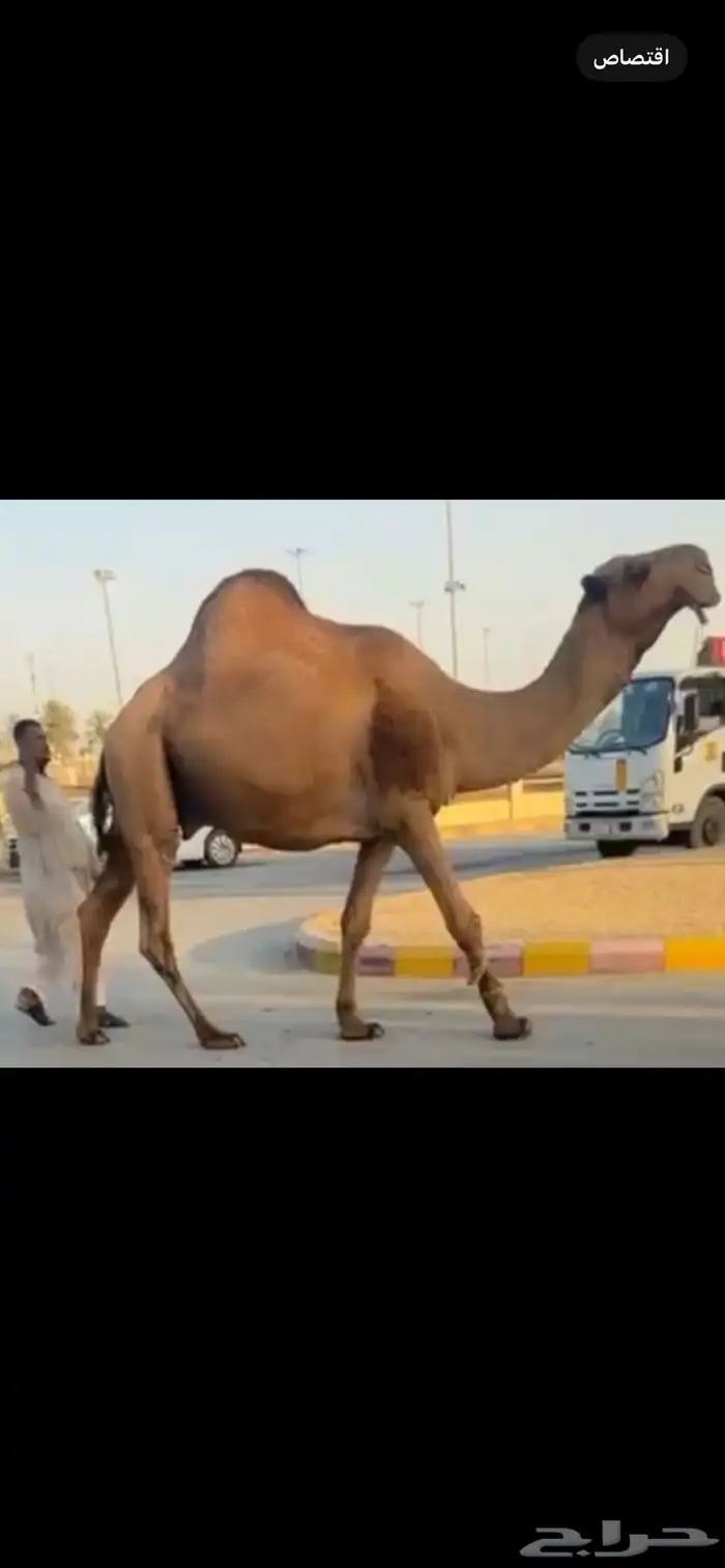 للبيع بعير عوني انتاجه طيب 0