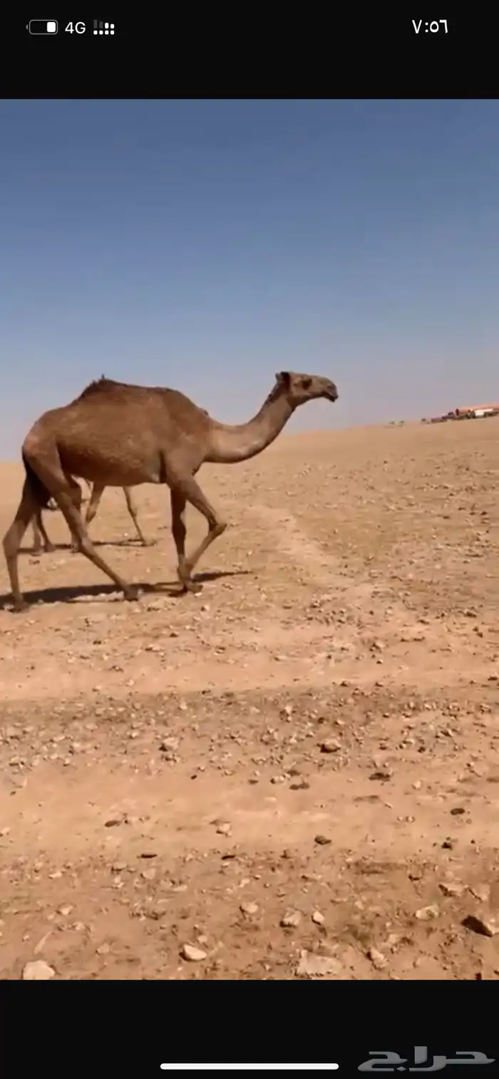 بكره 0