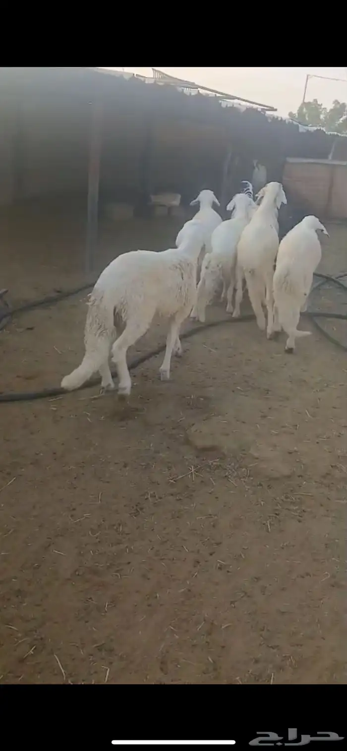للبيع ذبايح سواكن مرابي شرط 1