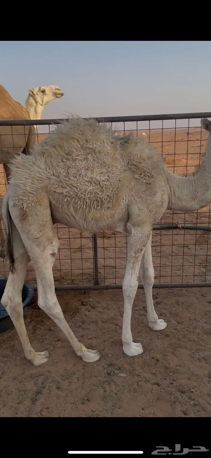 قعدان قصب شحم 1