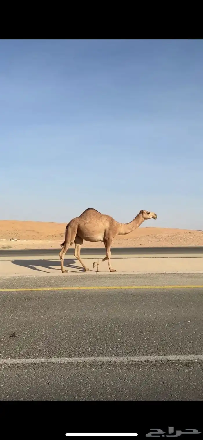 بكره طيبه 0
