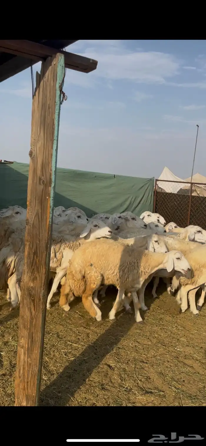 ضان ورخال صنف 0