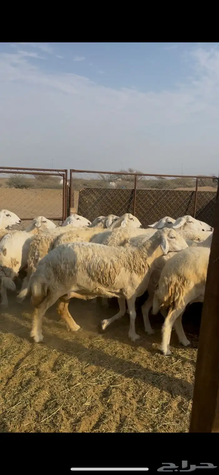 ضان ورخال صنف 1