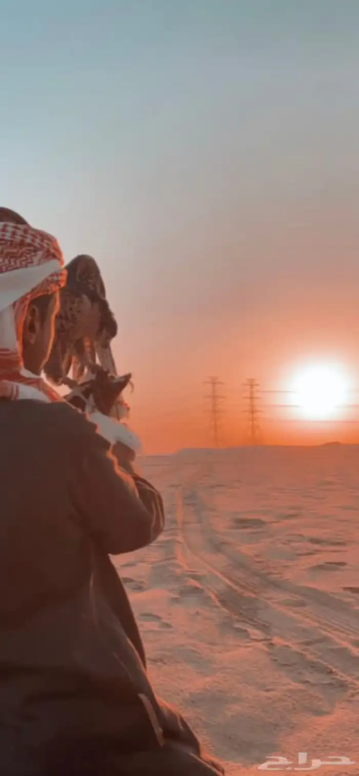 دورة صقارة تعليم على نقل صقر لصقار دورة تعليم صقور 4