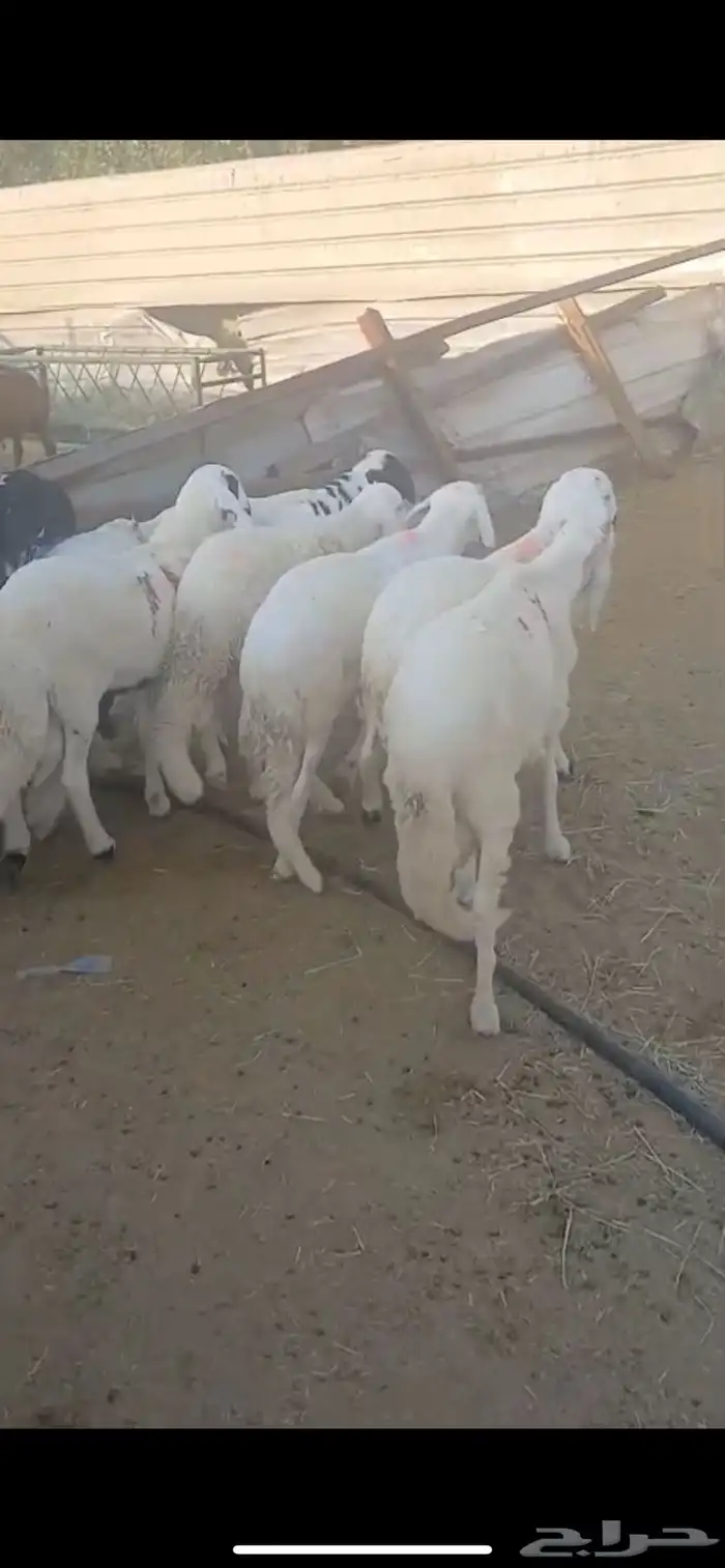 للبيع ذبايح سواكن مرابي شرط 2