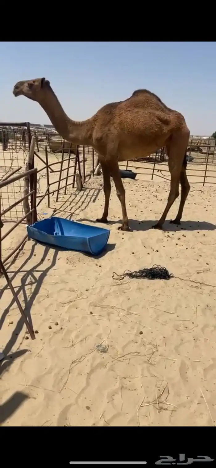 بكره شعلا لقيه 5