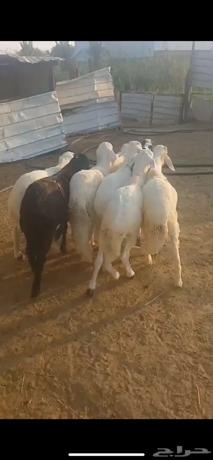 للبيع ذبايح سواكن مرابي شرط 0