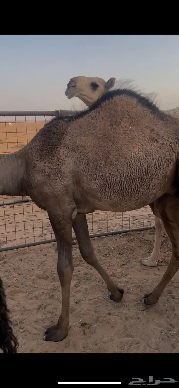 قعدان قصب شحم 2