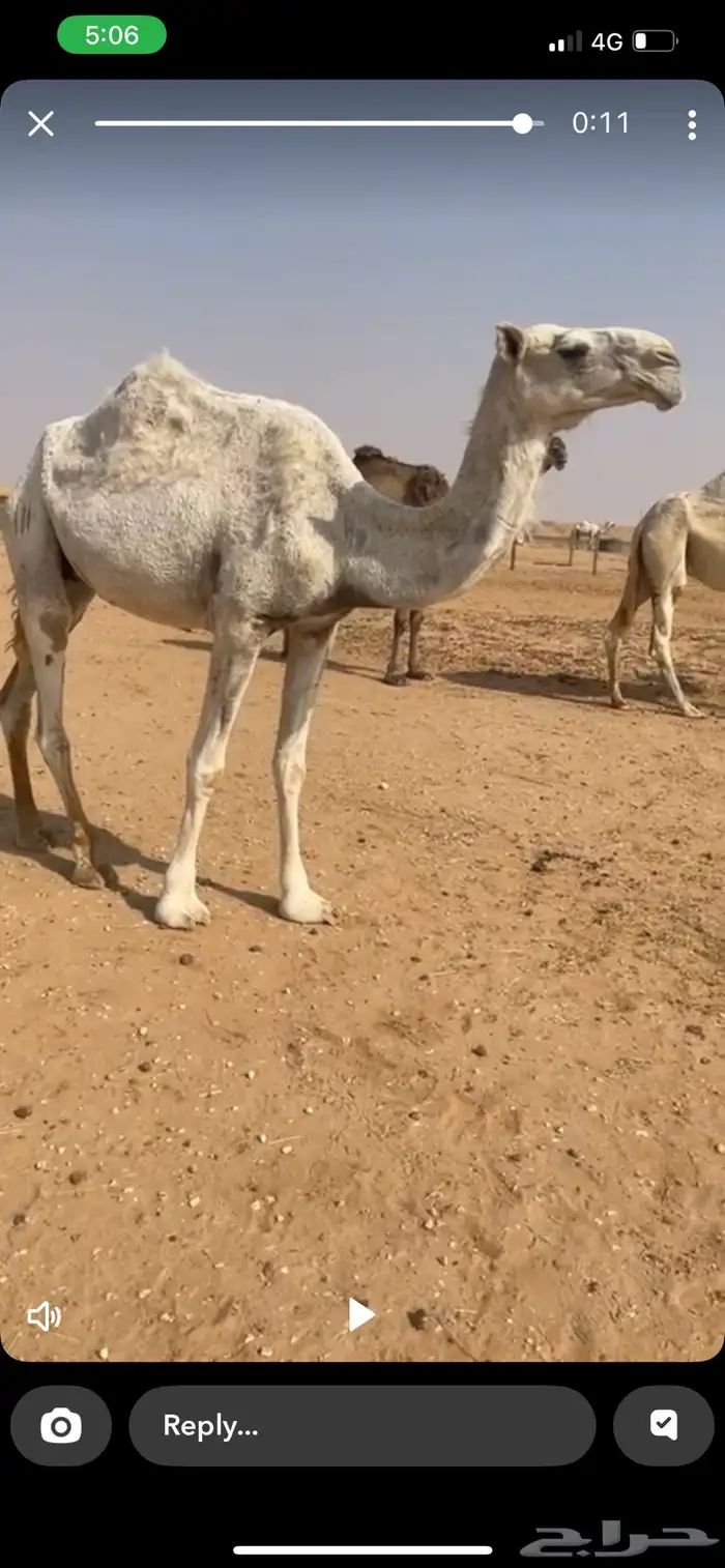 ضروبه وضحا ياهل الضرايب 5