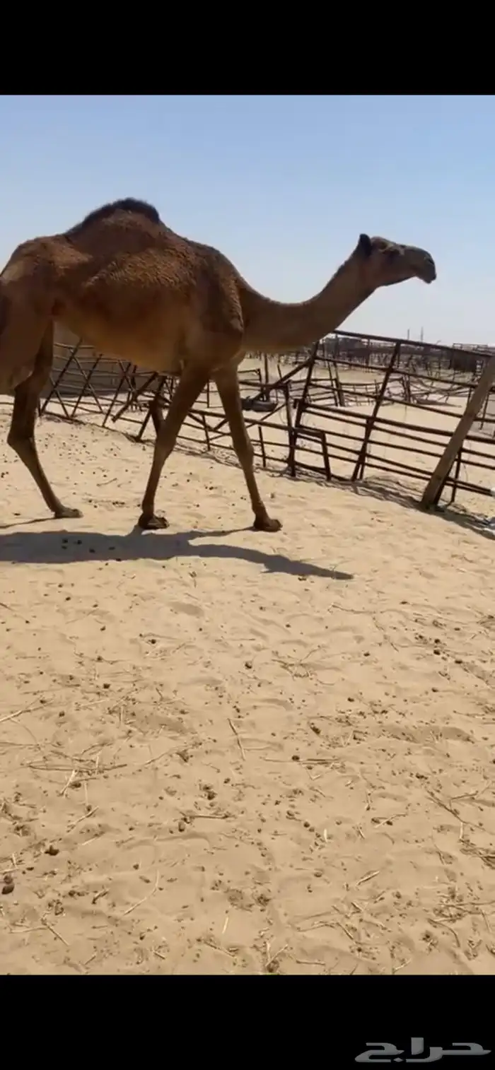 بكره شعلا لقيه 1