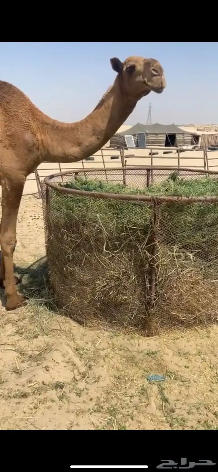 بكره شعلا لقيه 6