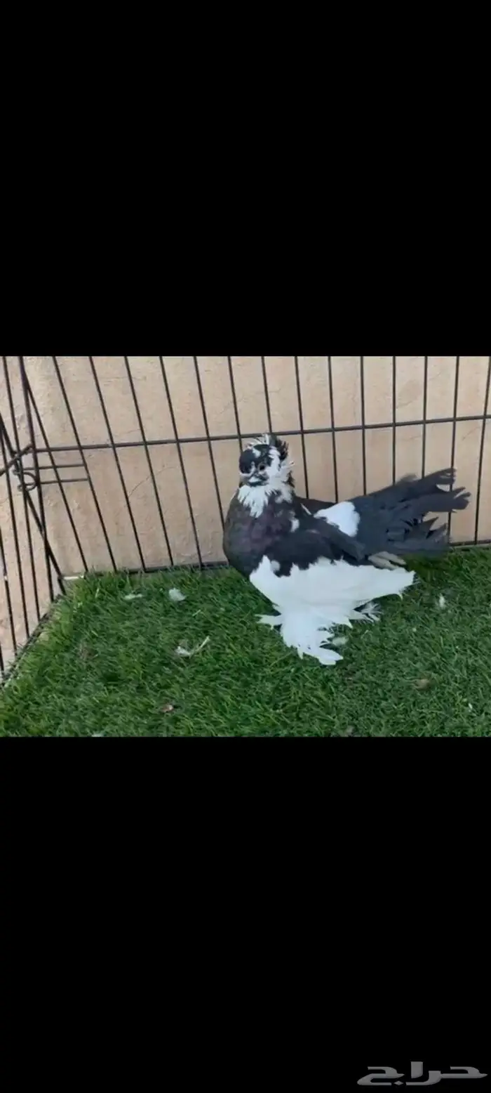 كرنقو مذيل 0
