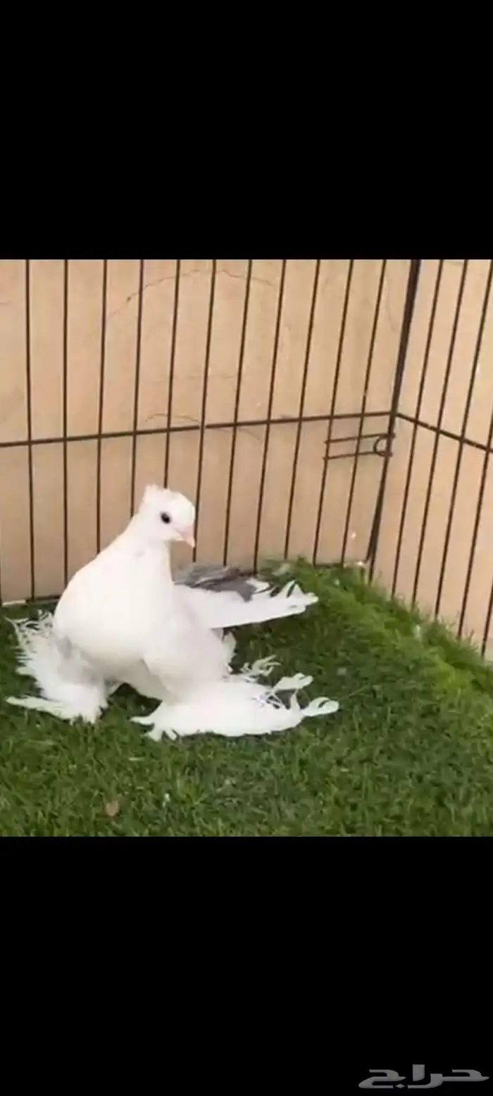 كرنقو مذيل 1