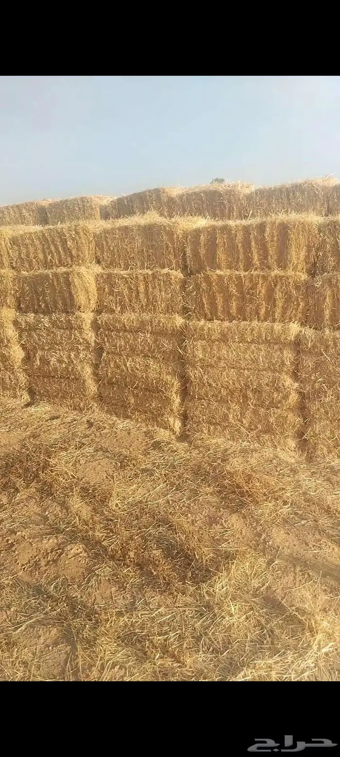 حائل 2