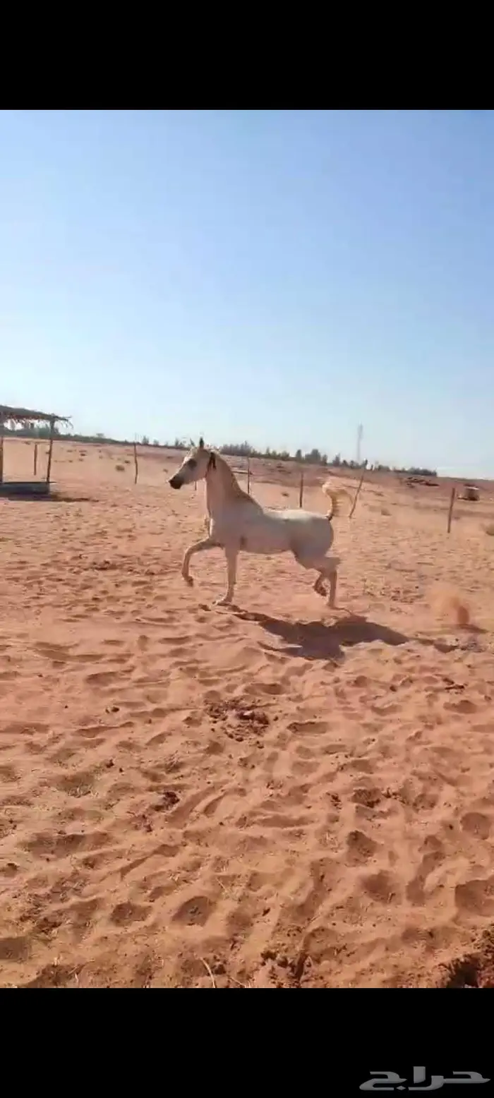 حصان واهو مكس ولد خيدار 0