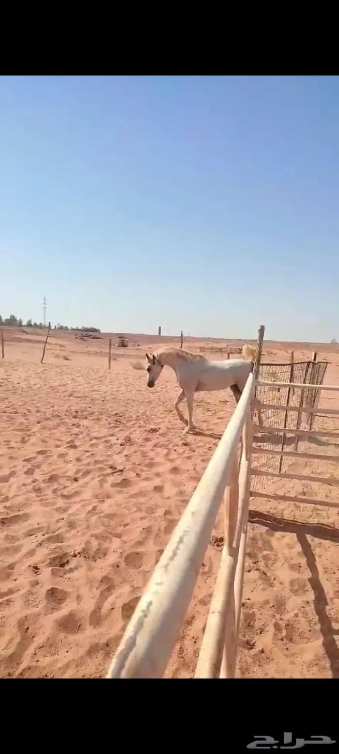 حصان واهو مكس ولد خيدار 1