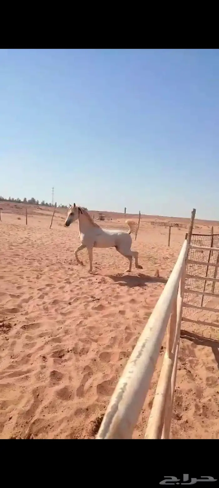 حصان واهو مكس ولد خيدار 3