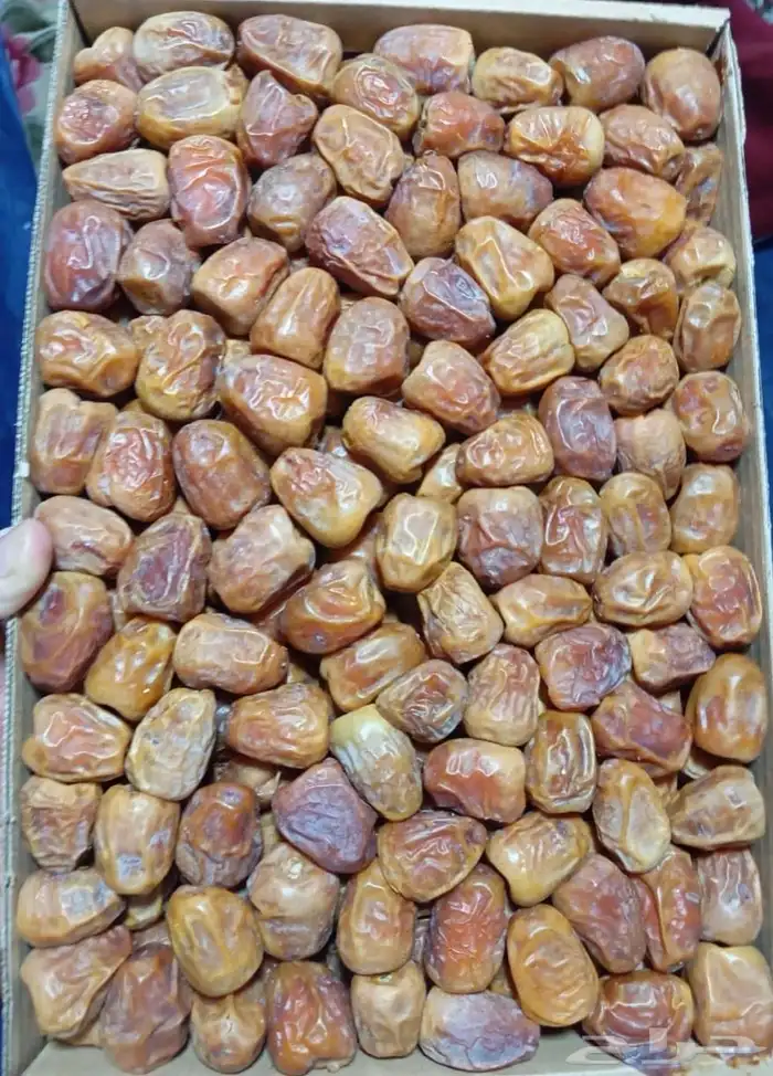 تمر سكري رطب ومفتل 1