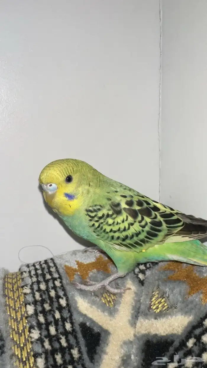 طير حب اليف اسعر 120 0