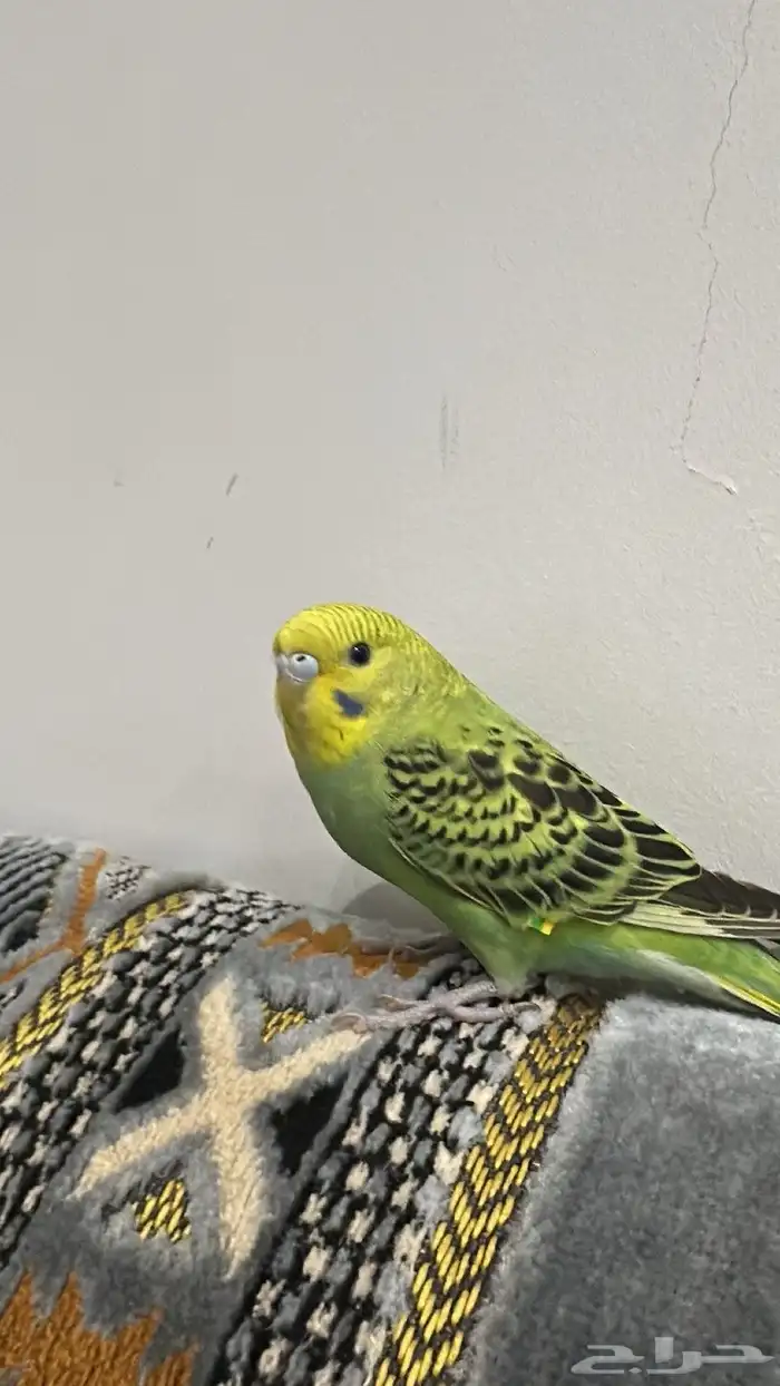 طير حب اليف اسعر 120 2