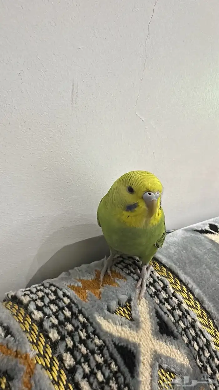 طير حب اليف اسعر 120 1