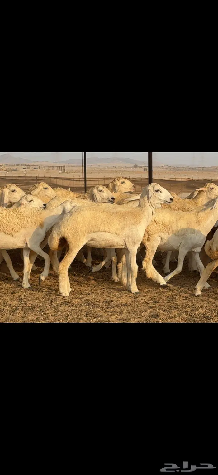 رخال حرية حرش 37 بالفحل 3