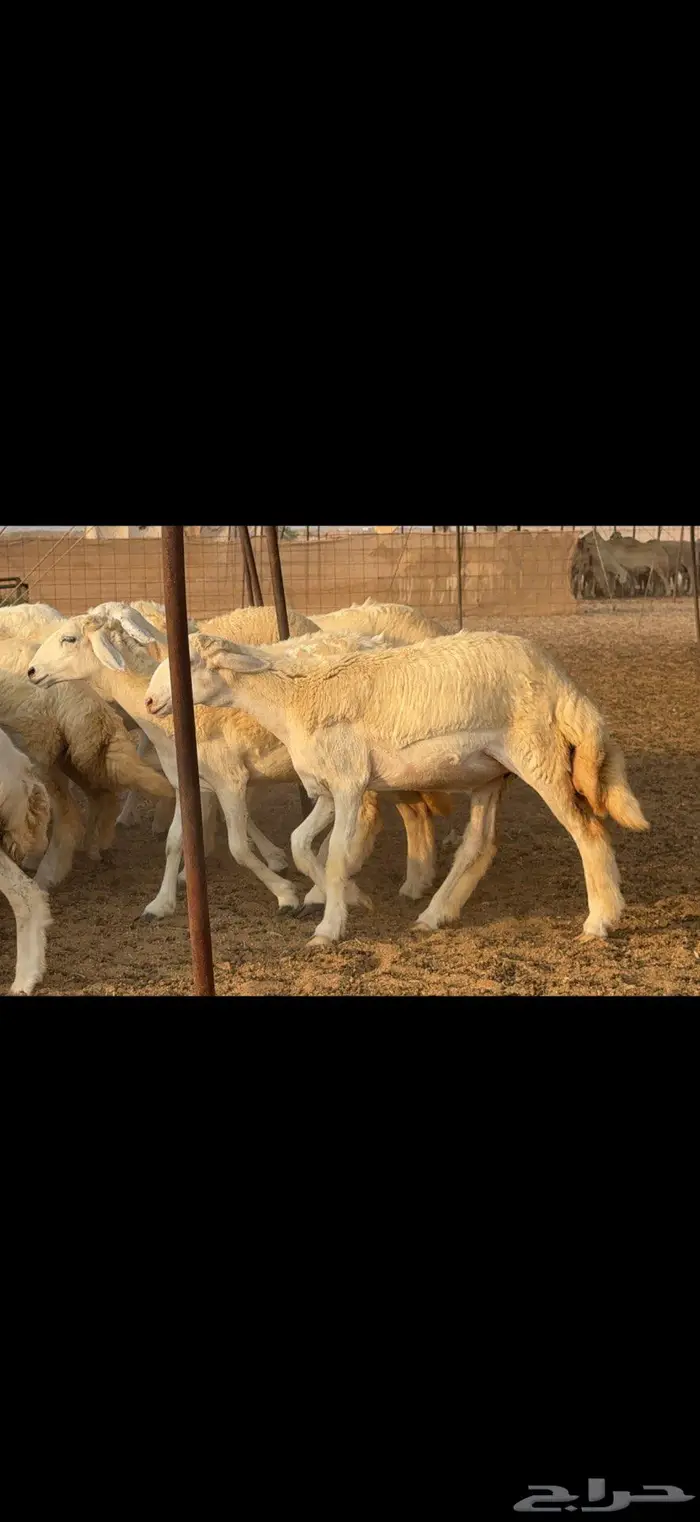 رخال حرية حرش 37 بالفحل 1