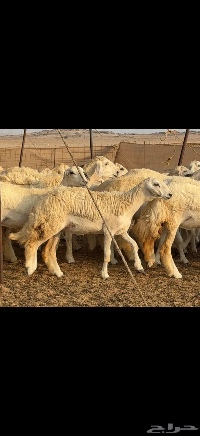 رخال حرية حرش 37 بالفحل 7