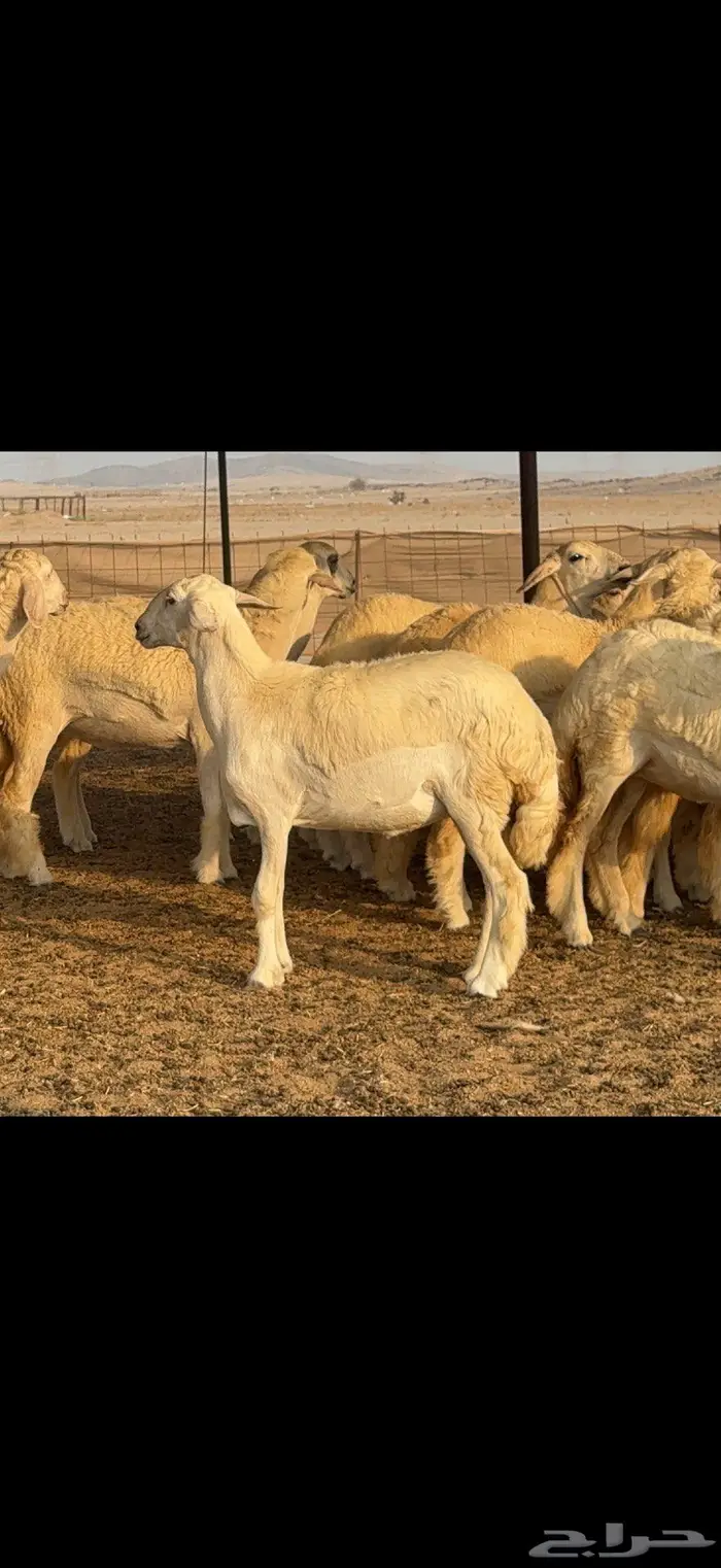 رخال حرية حرش 37 بالفحل 6