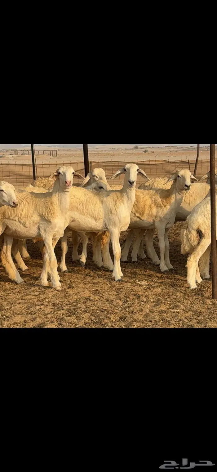 رخال حرية حرش 37 بالفحل 4
