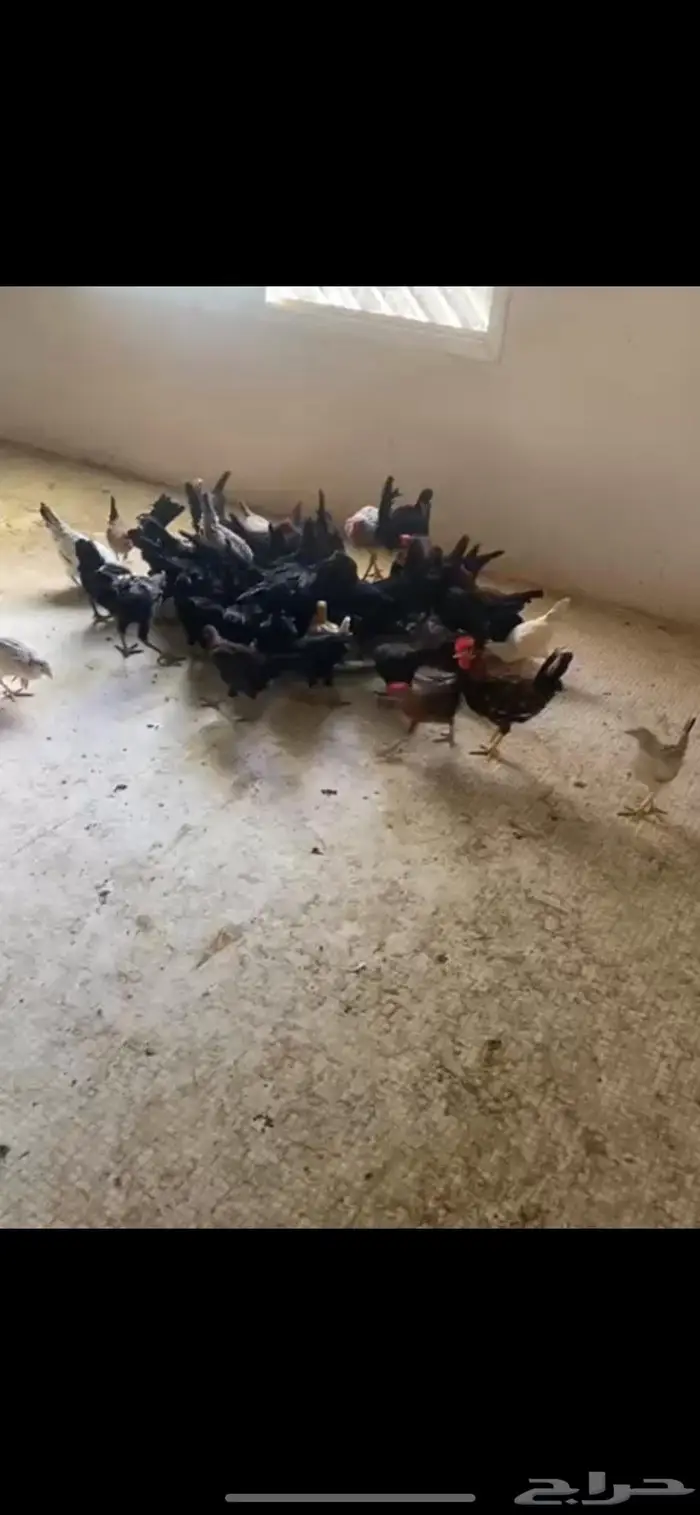 دجاج بلدي عمر 5 اشهر 1