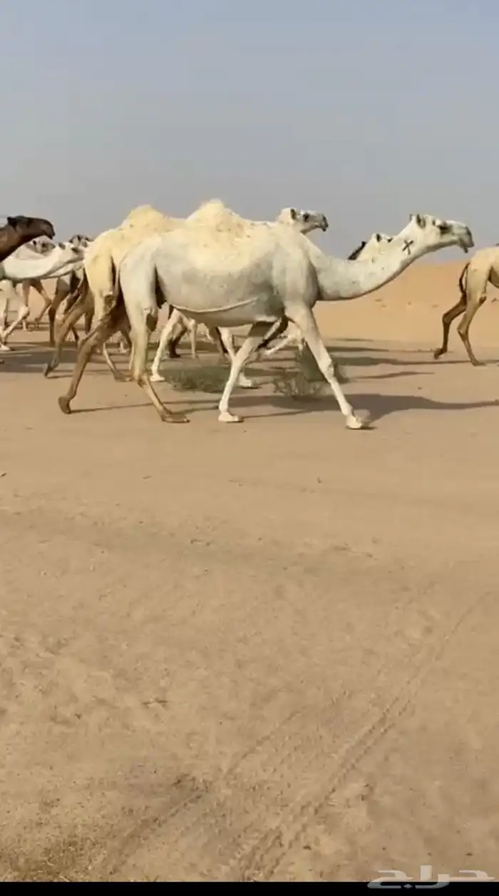 لقحه وضحا كفو 0