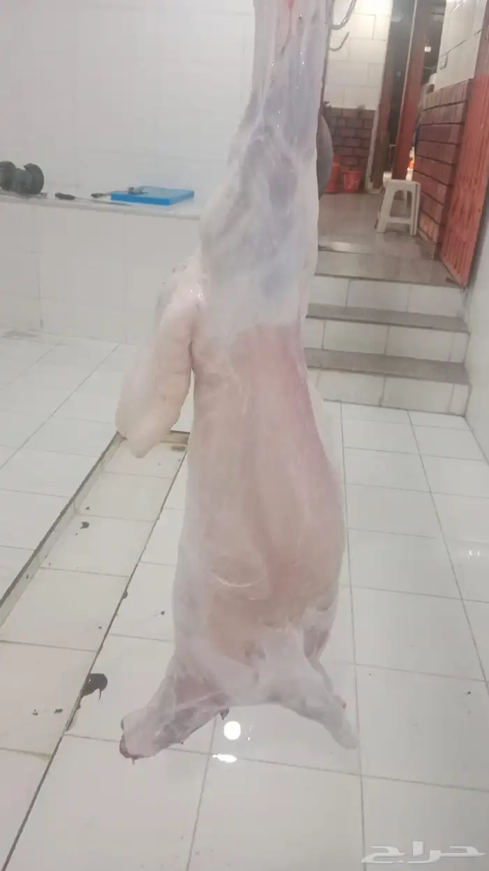 طليان حري عقيقه ذبايح مناسبات ذبائح ثلاجه عرض اليوم الوطني 7