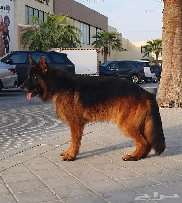جيرمن شيبرد لونق هير شولاين 7