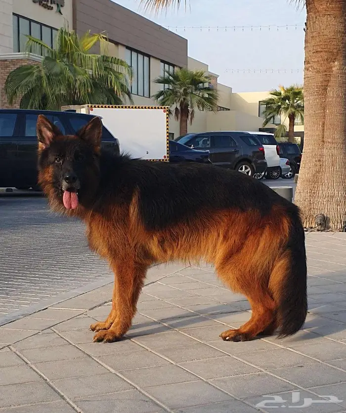جيرمن شيبرد لونق هير شولاين 9