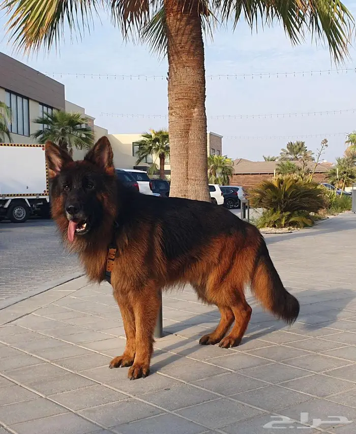 جيرمن شيبرد لونق هير شولاين 2