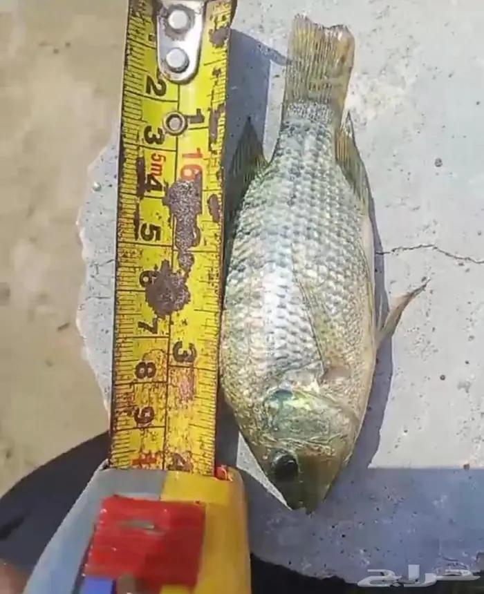 سمك بلطي حي للبيع 1